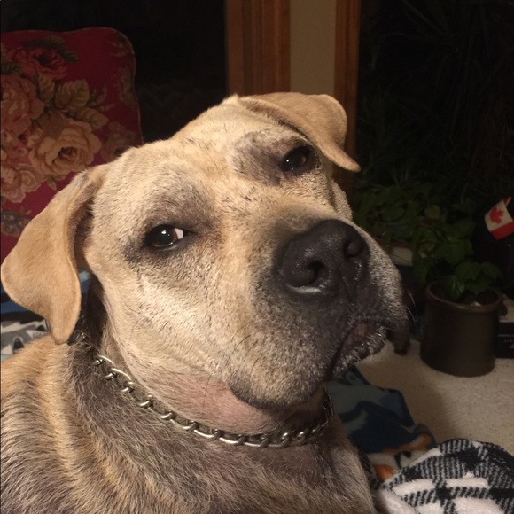 Maximus 🐾🐾🐶🐕🐾🐾 - Picture 4 of 8